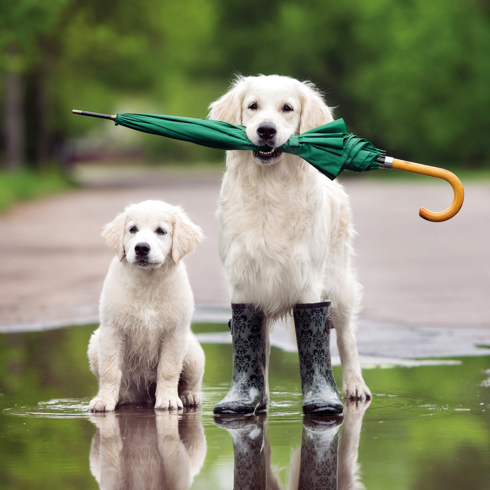 Puddle Pups