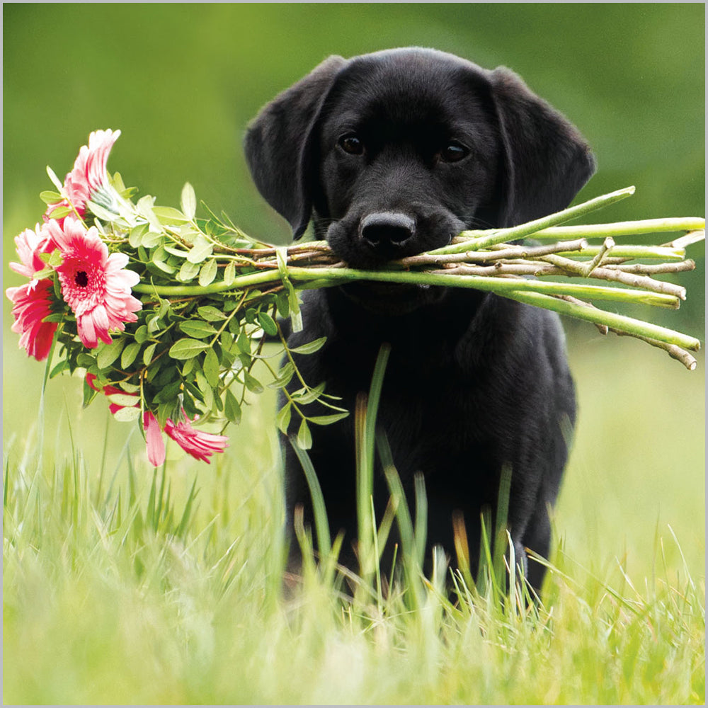 Dog with Flowers