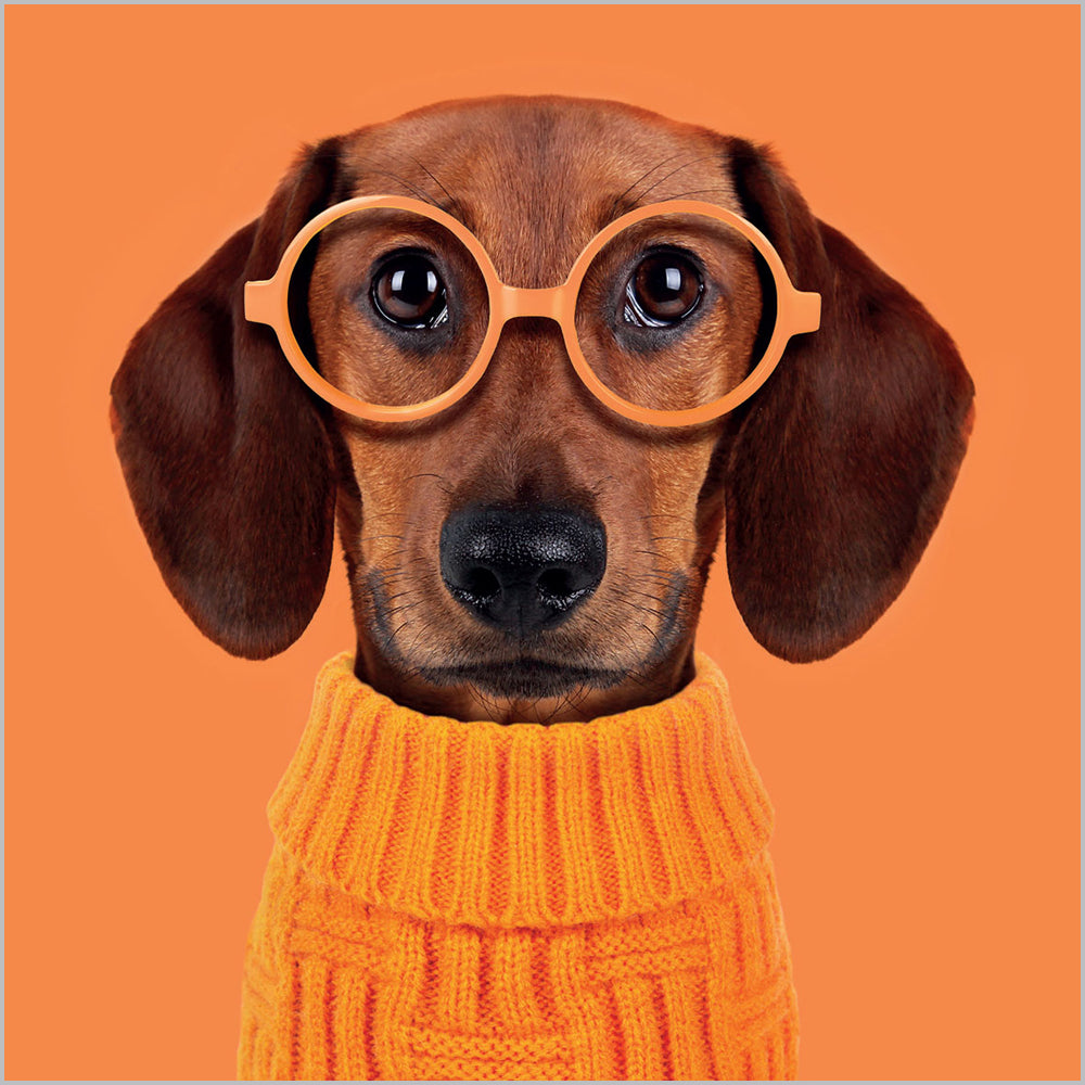 Sausage Dog