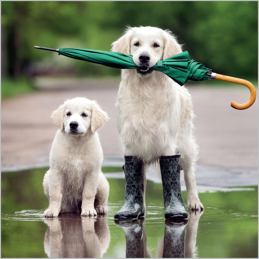 Dogs with Brolly