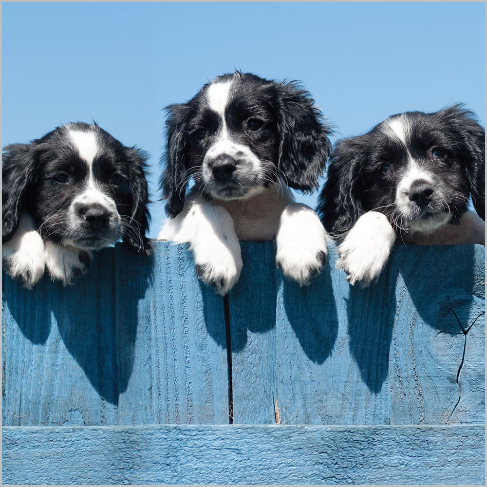 Dogs over Fence