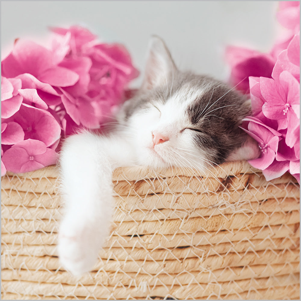 Sleeping Kitten in Basket