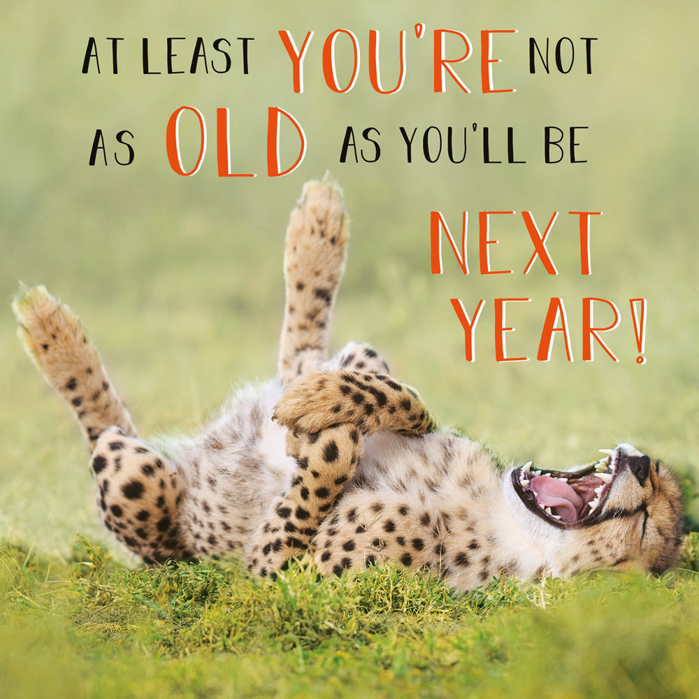 Laughing Cheetah