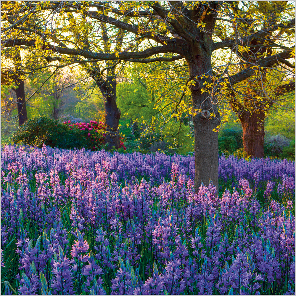 Meadow of Camassia; RHS Garden; Wisley; Surre