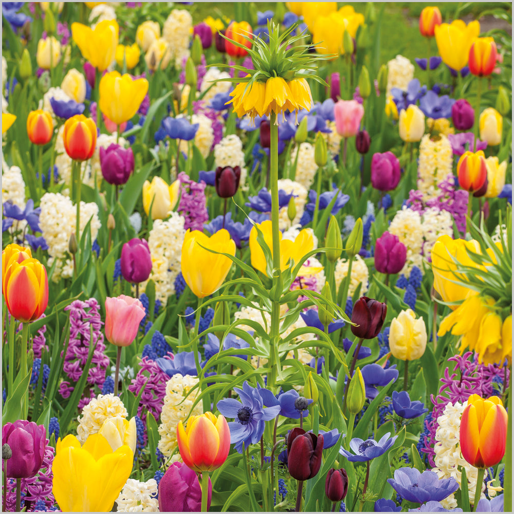 Tulip Meadow