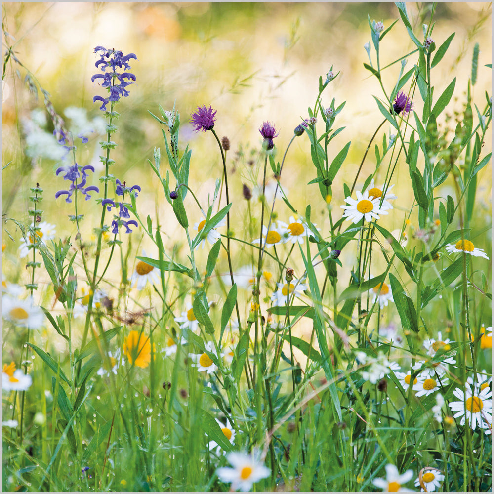 Wildflower Meadow
