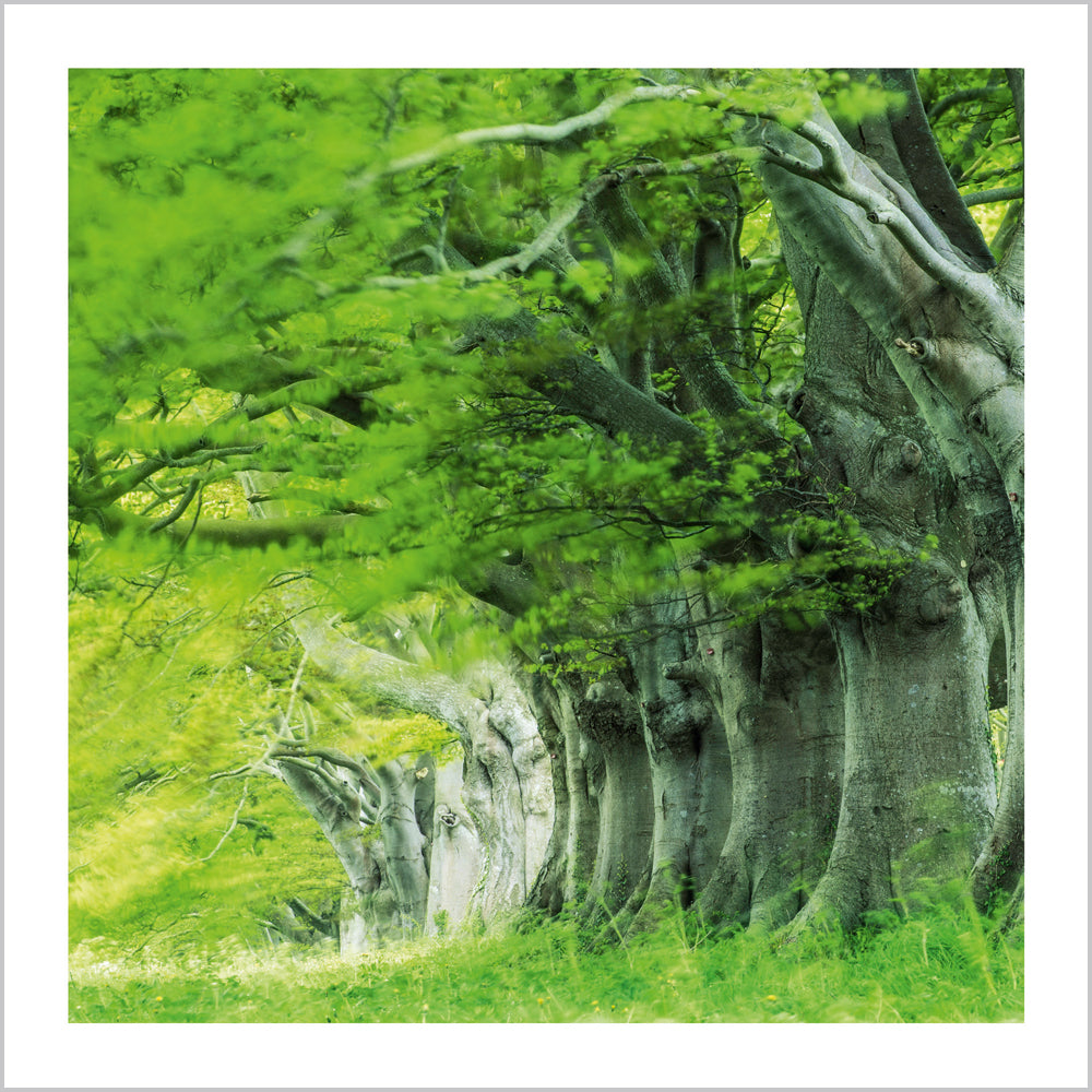 Beech Tree Avenue