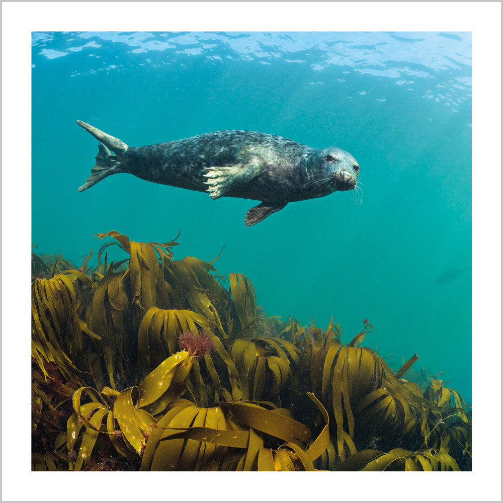 Grey Seal swimming above Kelp/Oarweed