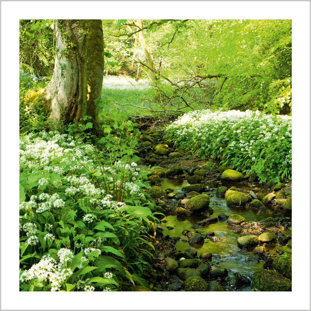 Woodland stream with Wild garlic (Ramsons)