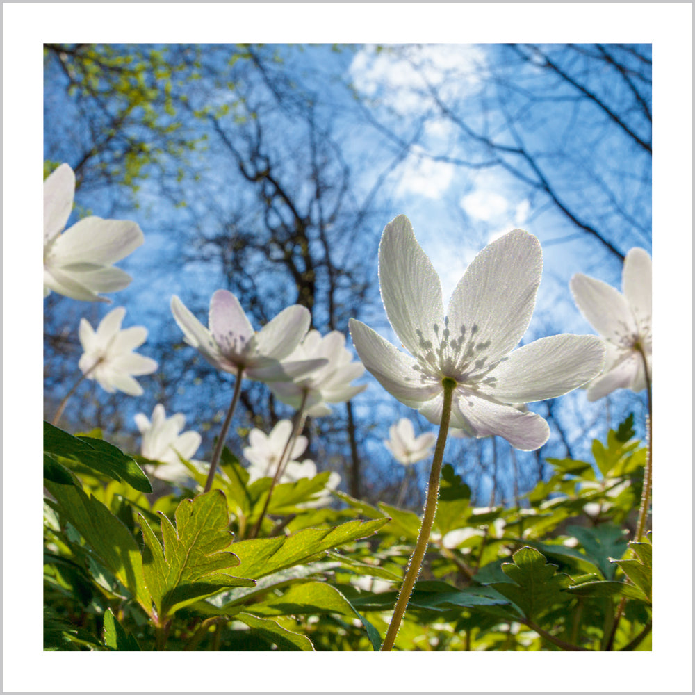 Wood Anemones