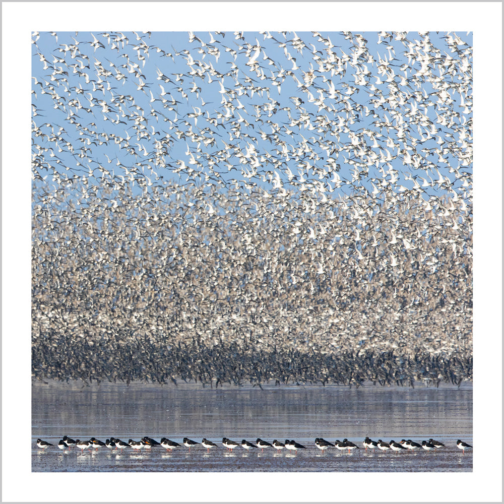 Knots and Oyster Catchers