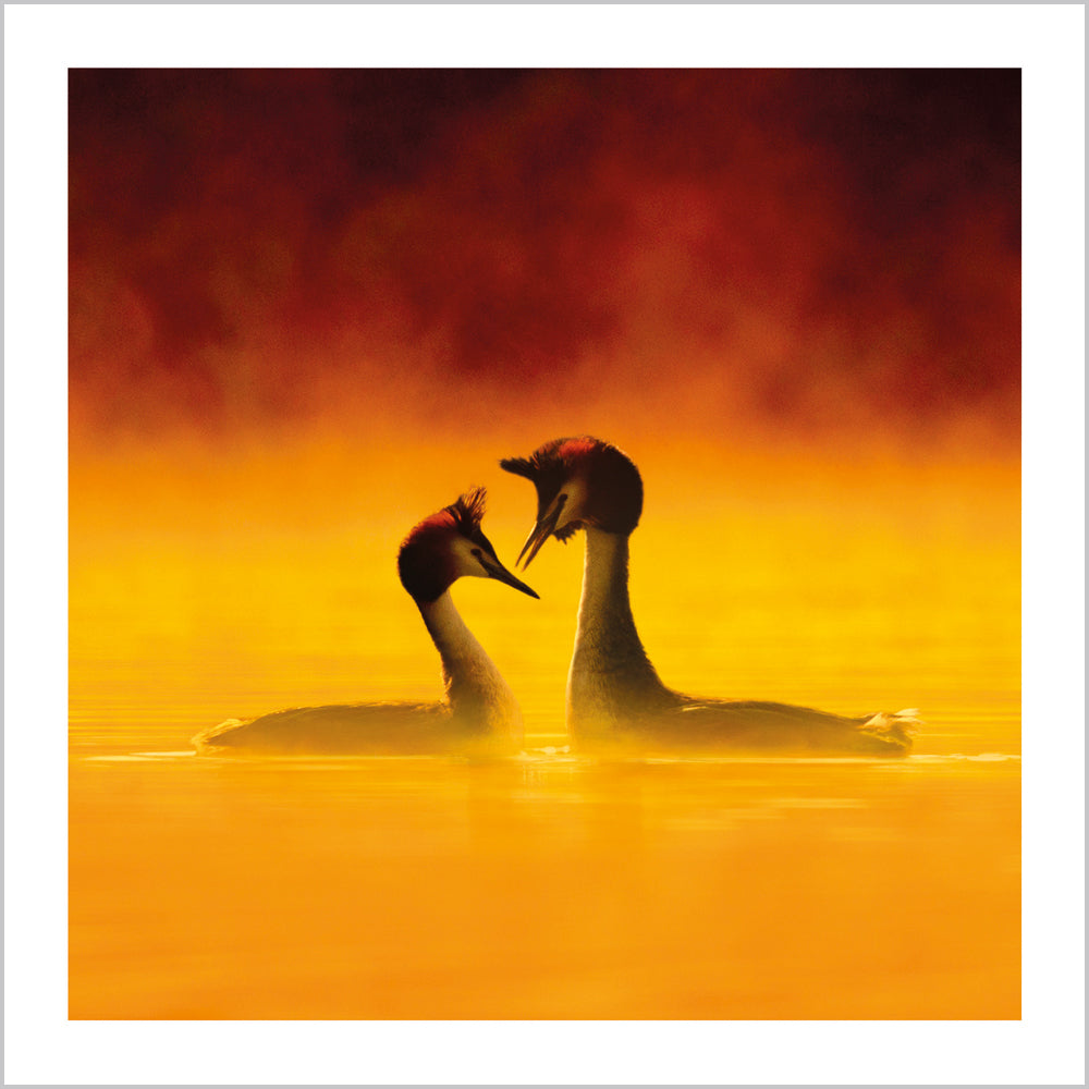 Great Crested Grebes