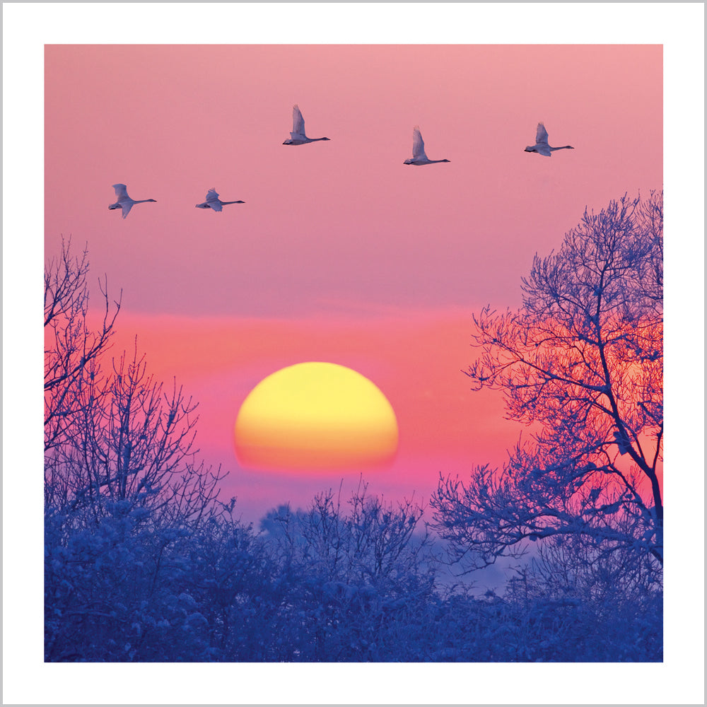 Whooper Swans Group in Flight at Dusk