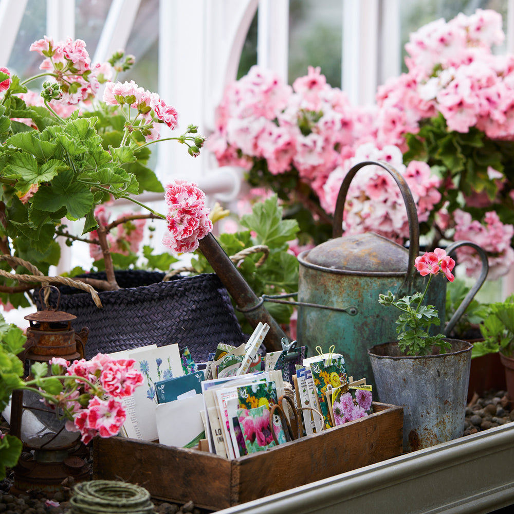 Pelargoniums