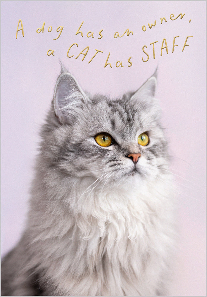 A cat has staff