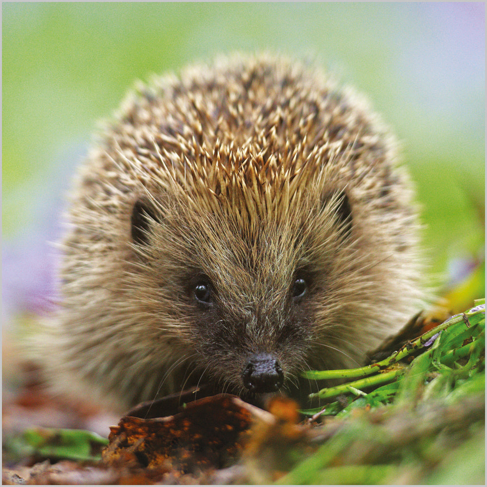 Hedgehog