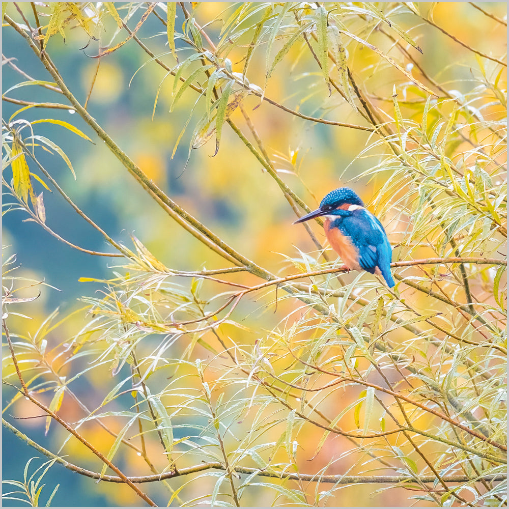 Kingfisher
