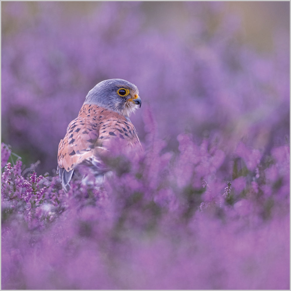 Common Kestrelin Heather