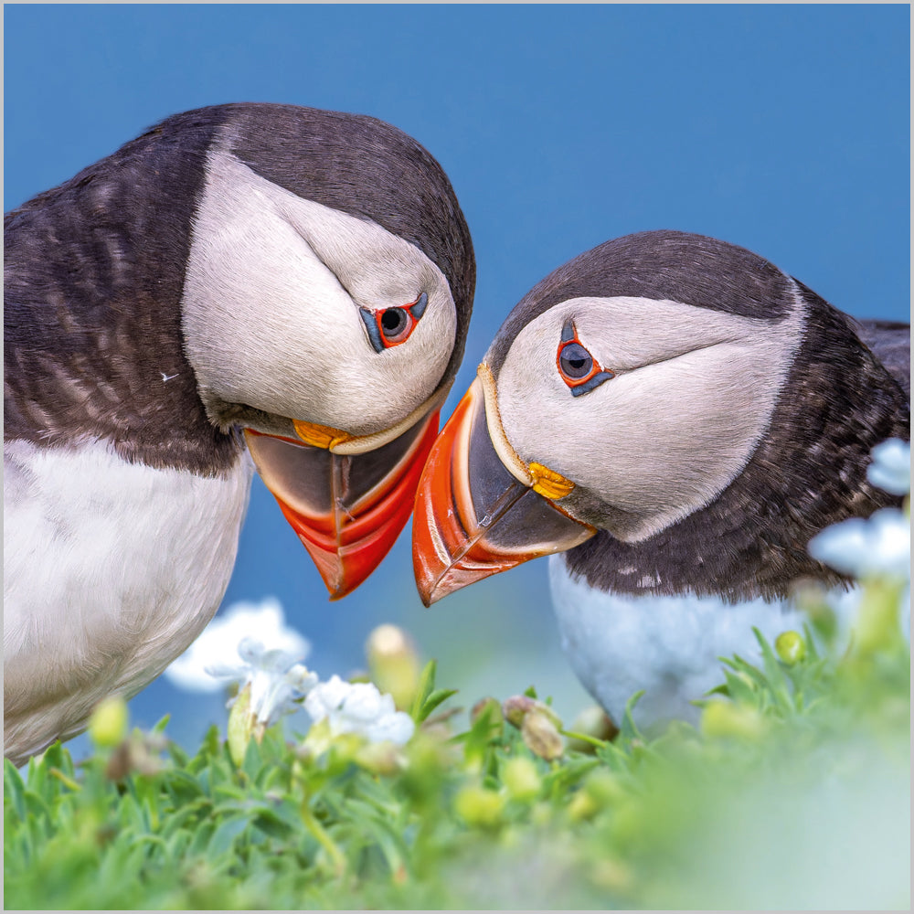 Atlantic Puffin