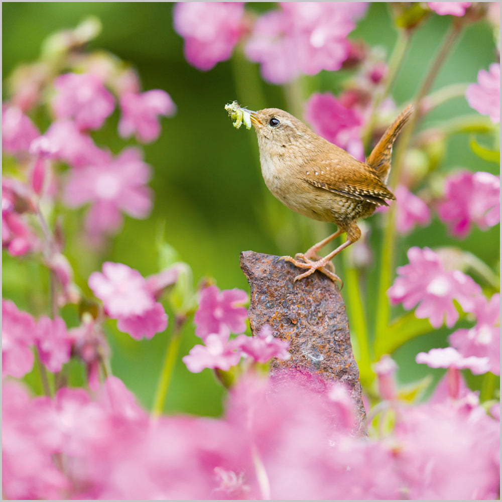 Wren among RedCampion