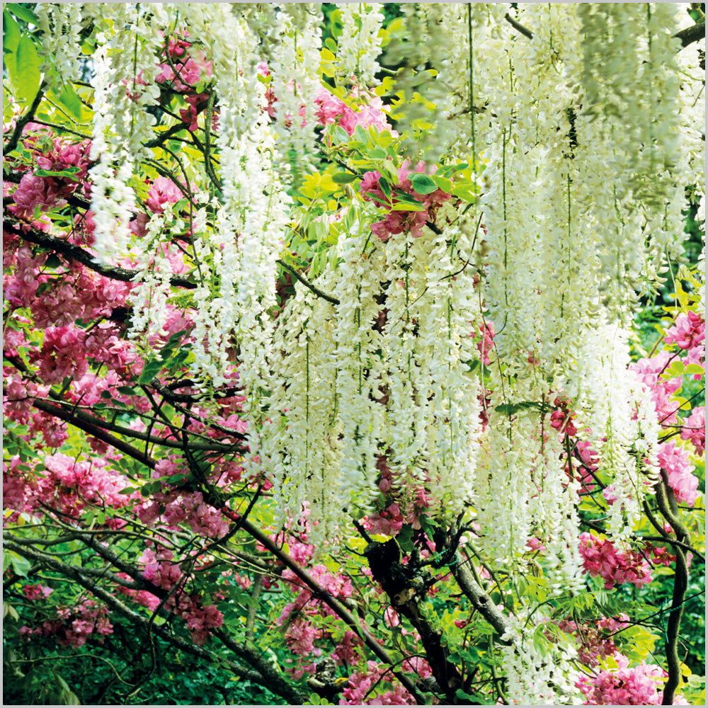 White Wisteria