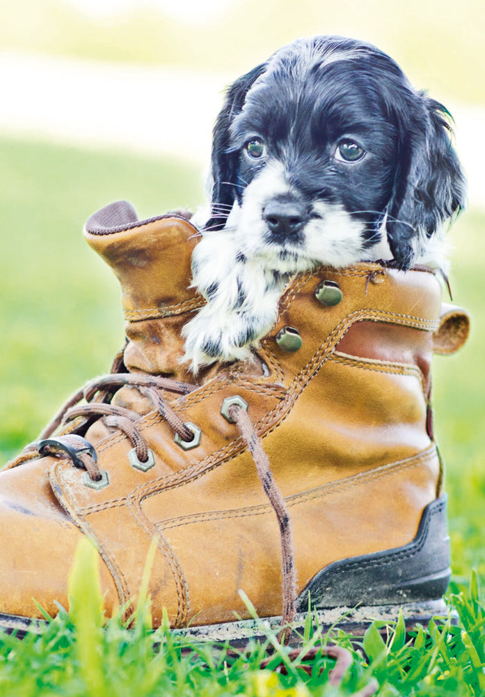 Spaniel Puppy in Boot
