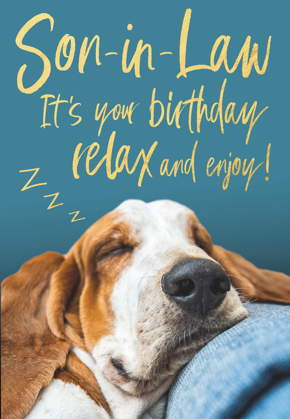 Son-in-Law - Sleeping Basset Hound