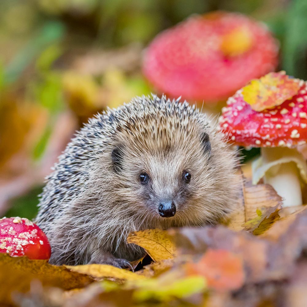 European Hedgehog