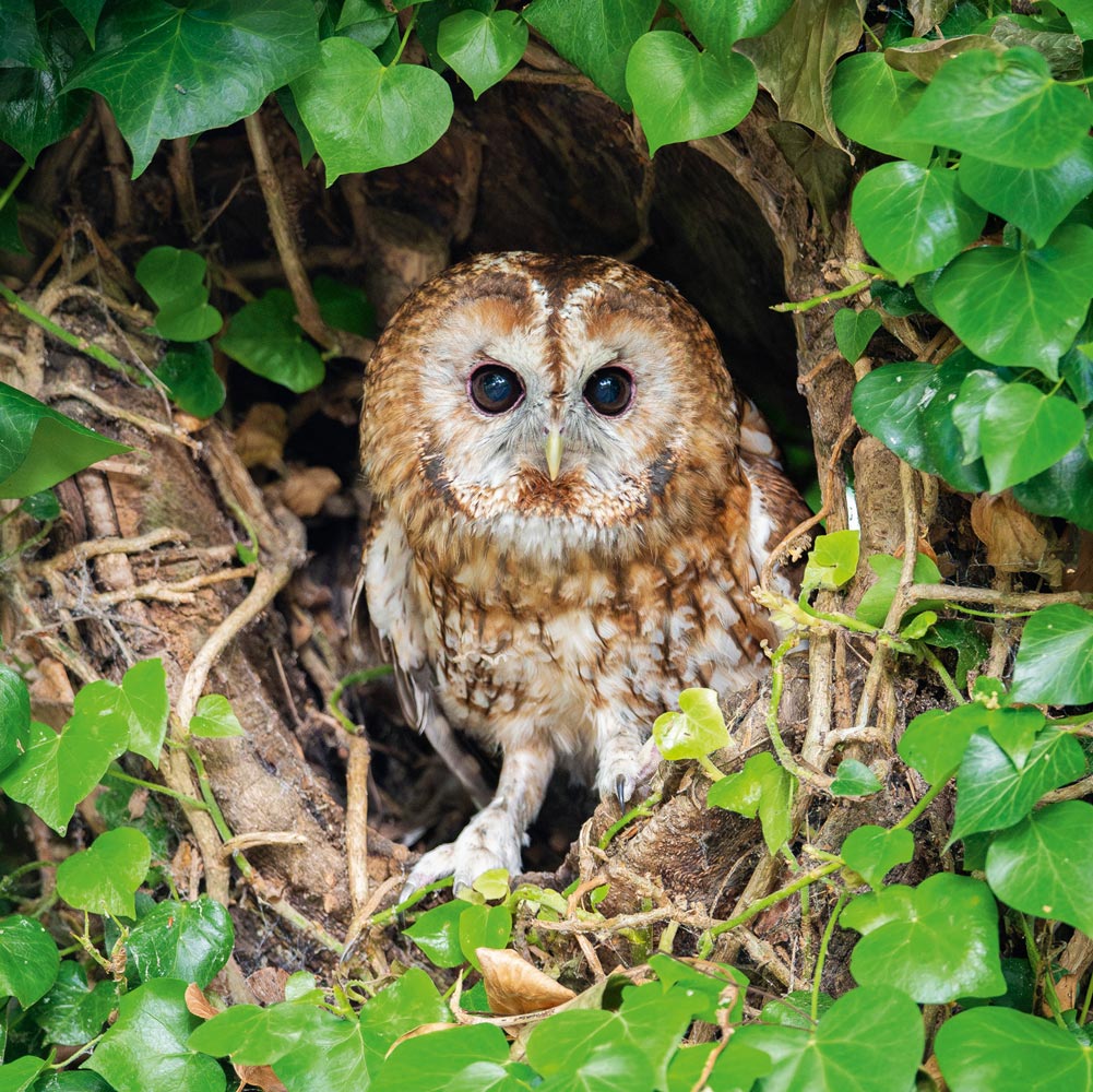 Tawny Owl