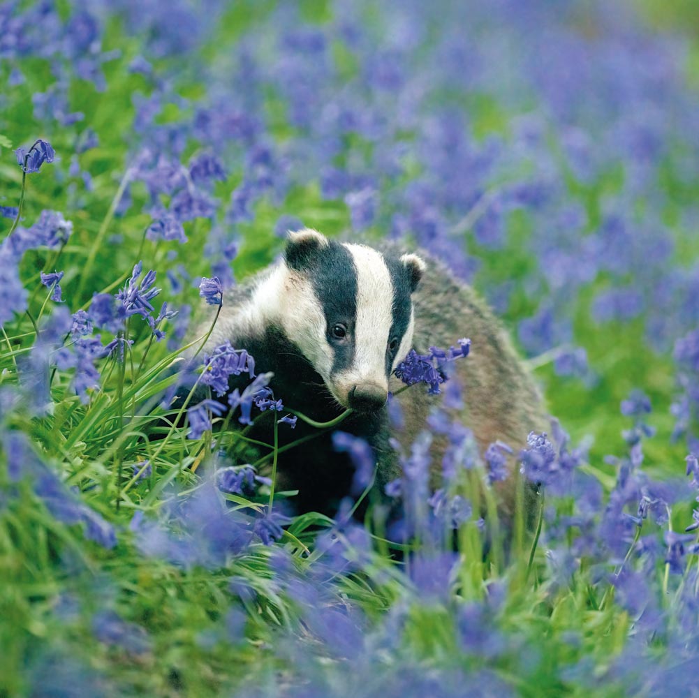 European Badger