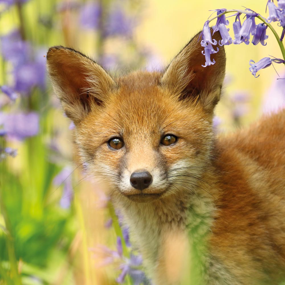 Red Fox