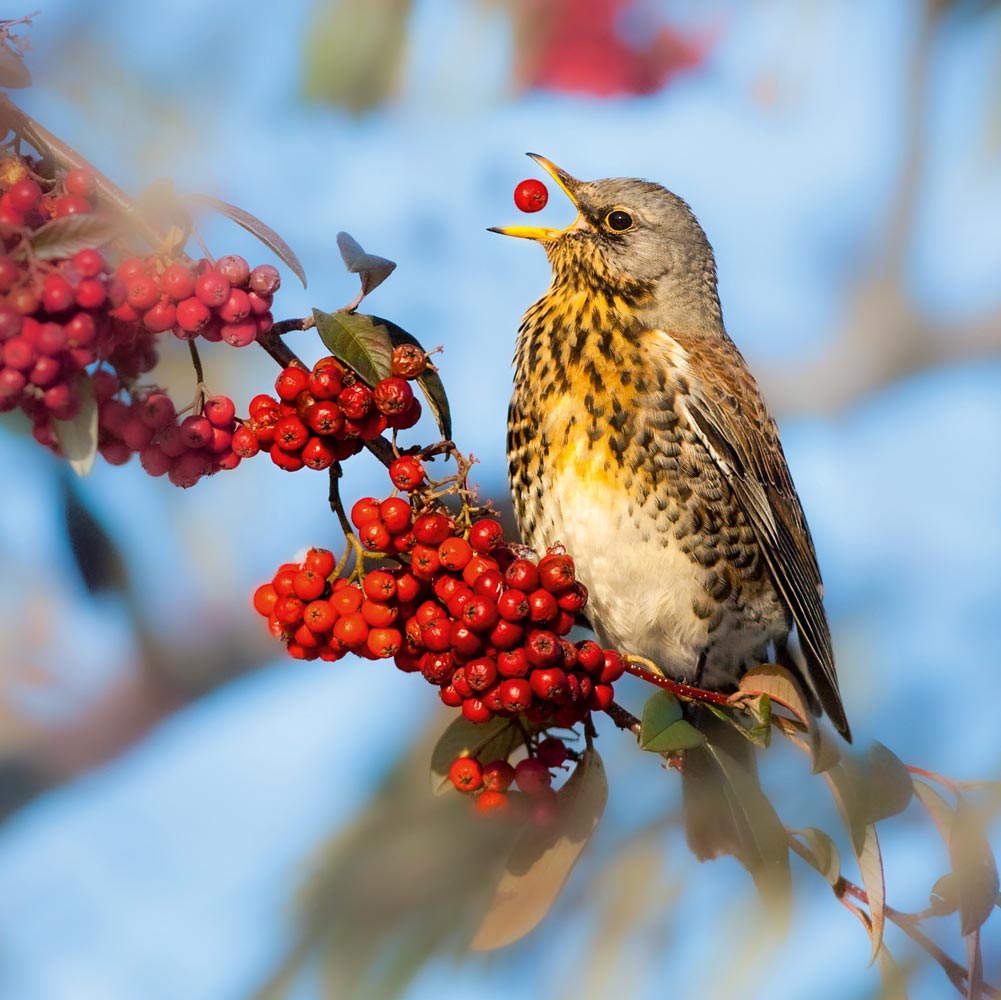 Fieldfare