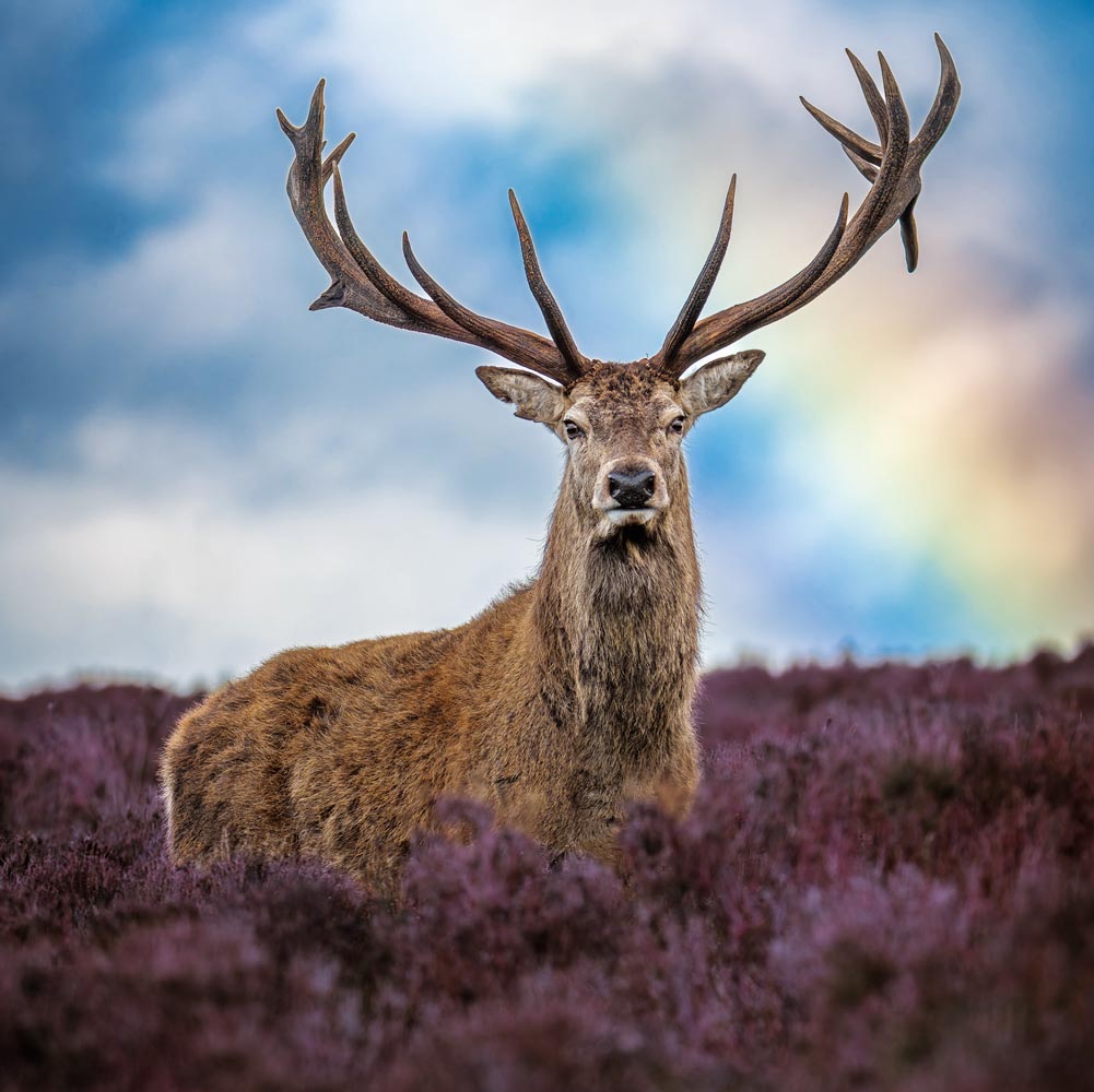 Red Deer Stag