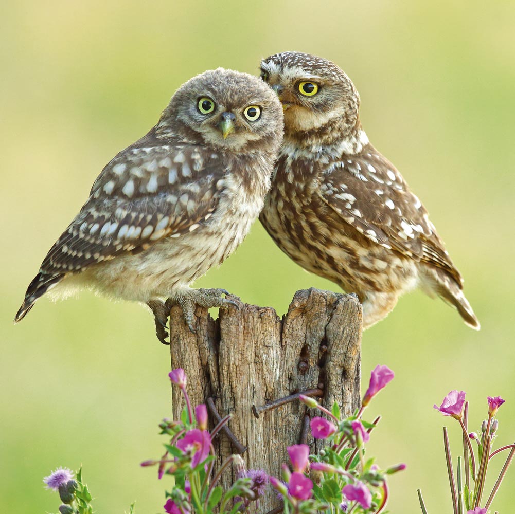 Little Owls