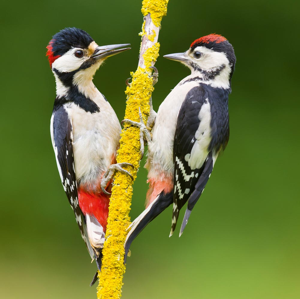 Great Spotted Woodpecker