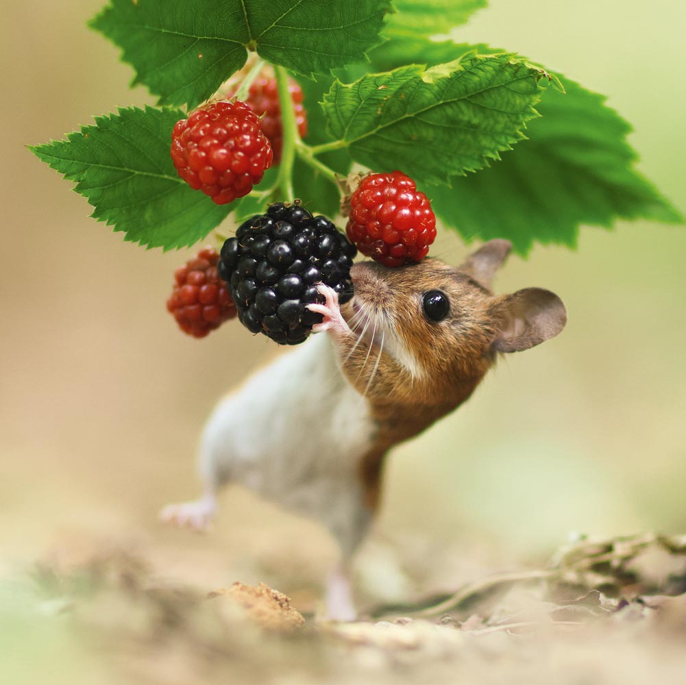 Wood Mouse