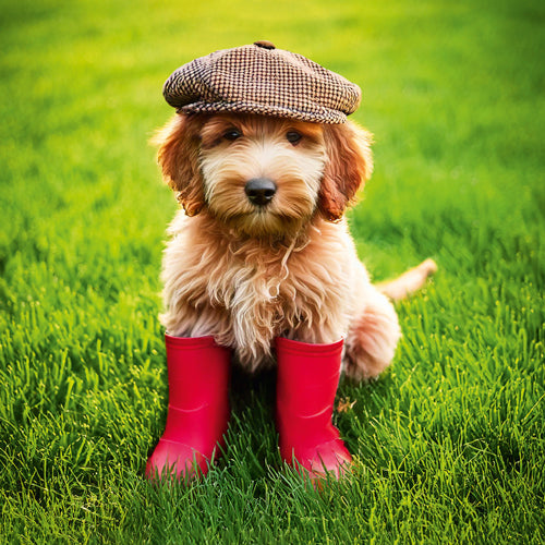 Flat Cap Cockapoo Pup