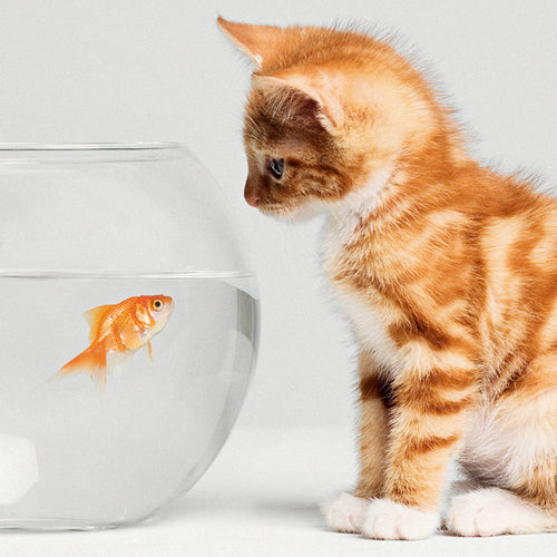 Kitten and Goldfish