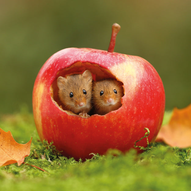 Harvest Mice