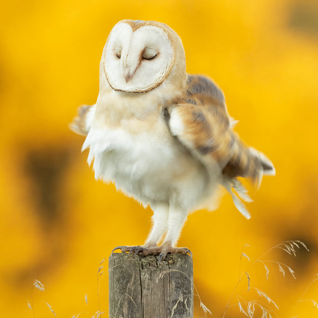 Barn Owl