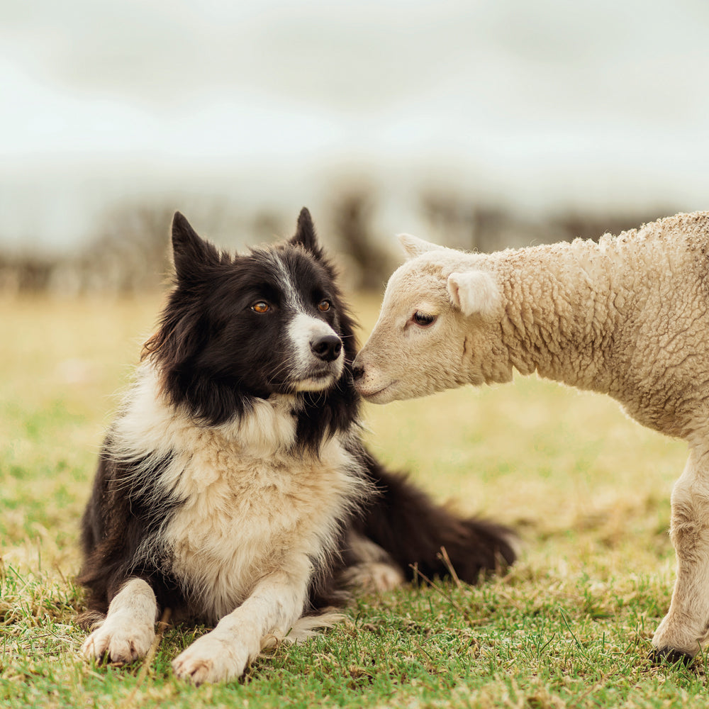 Border Collie and Lamb