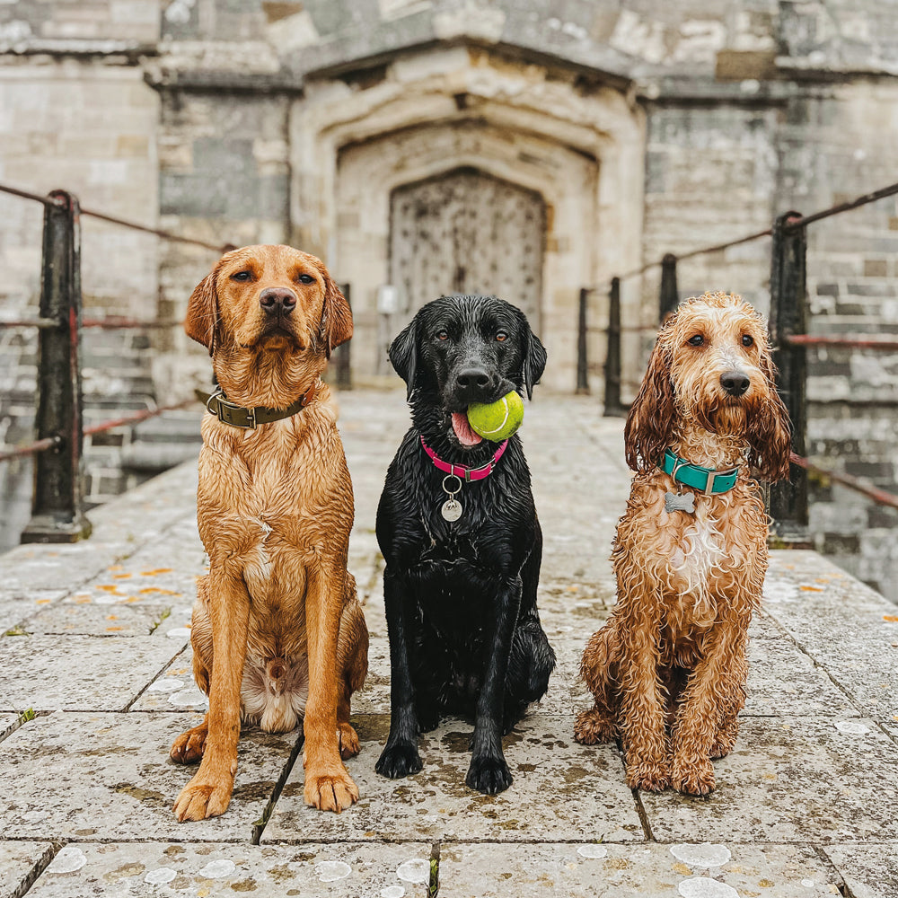 Labradors and Cockapoo