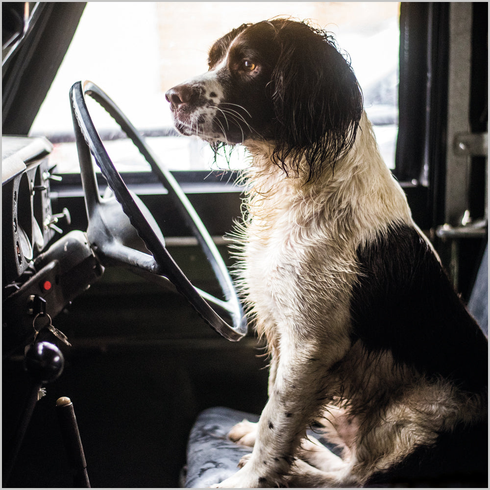 Springer Spaniel in a Land Rover