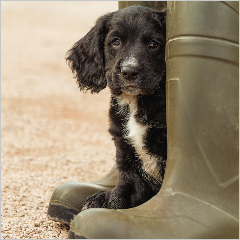 Working CockerSpaniel Puppy