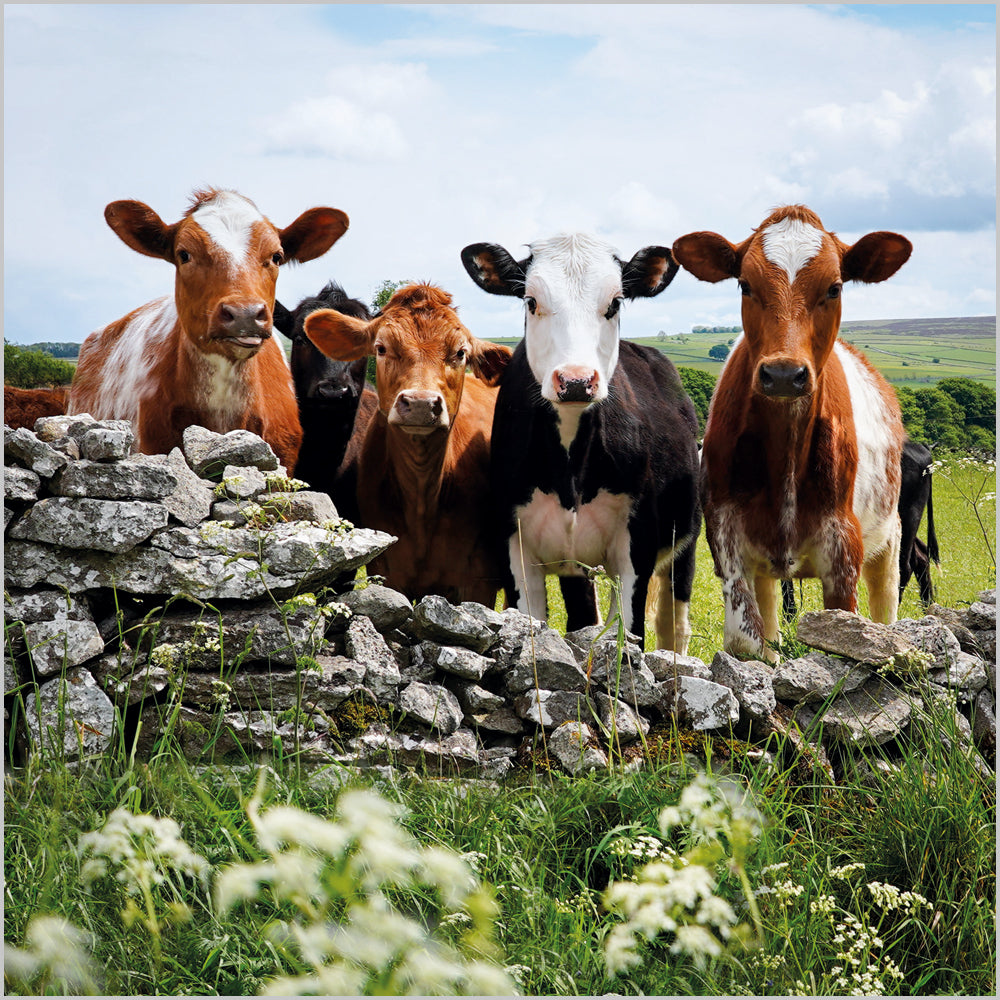 Cows; Foolow; Derbyshire