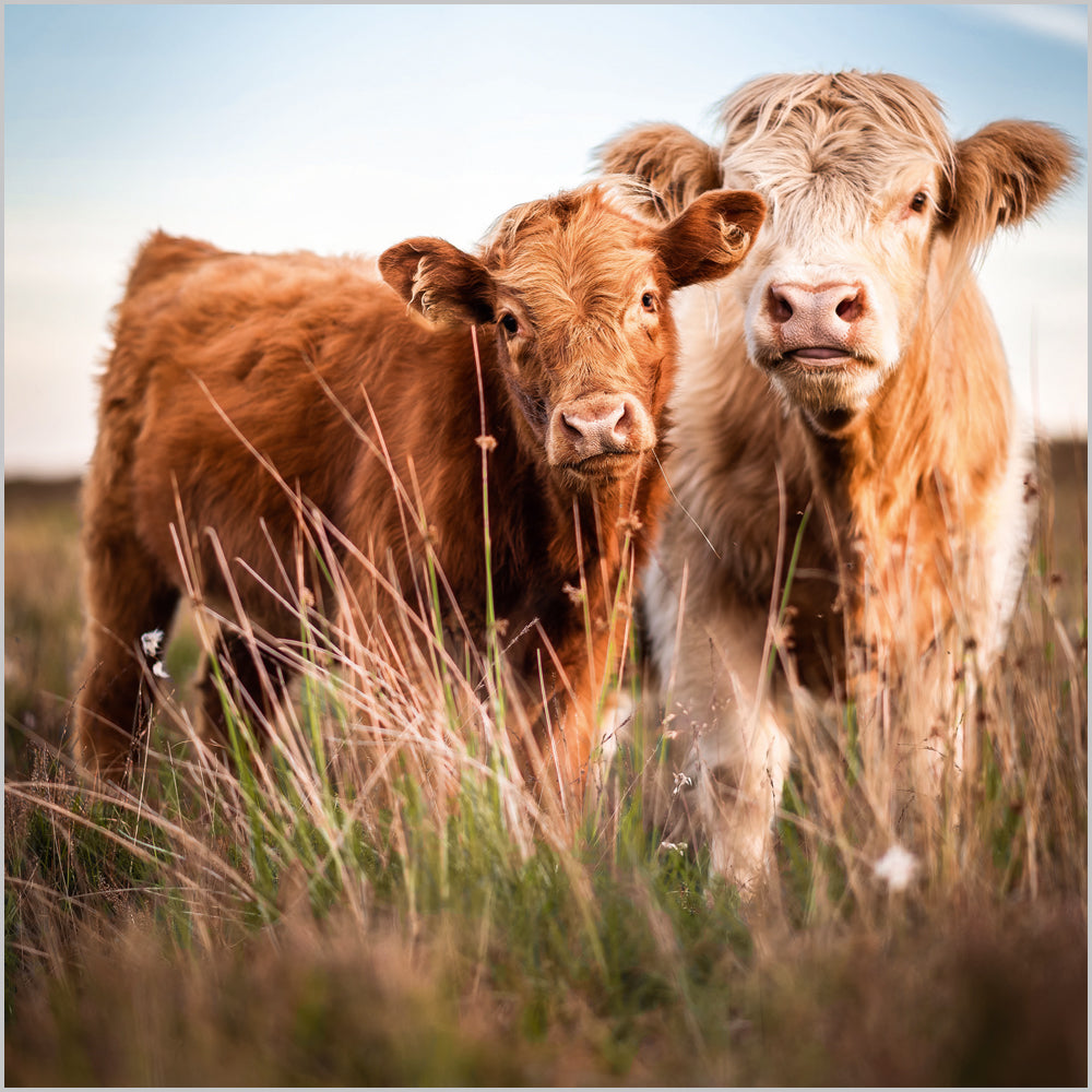 Highland Cow and Calf