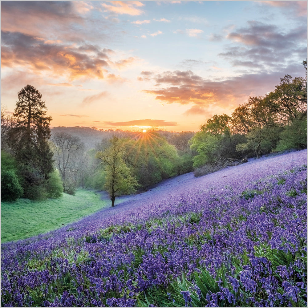 Bluebells; West Dorset