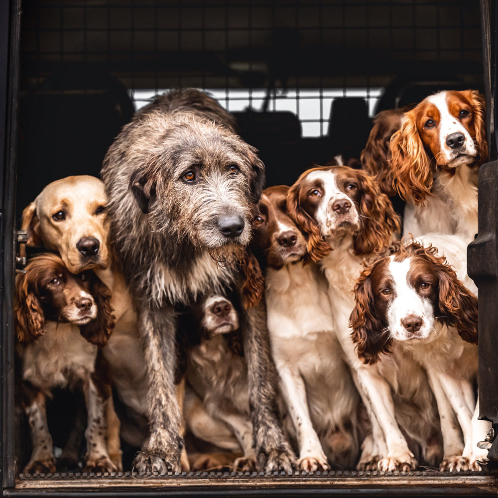 Irish Wolfhound Labrador and Cocker Spaniels