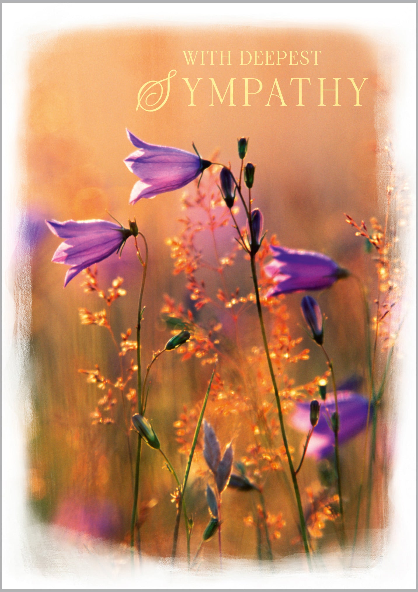 Sympathy Harebells