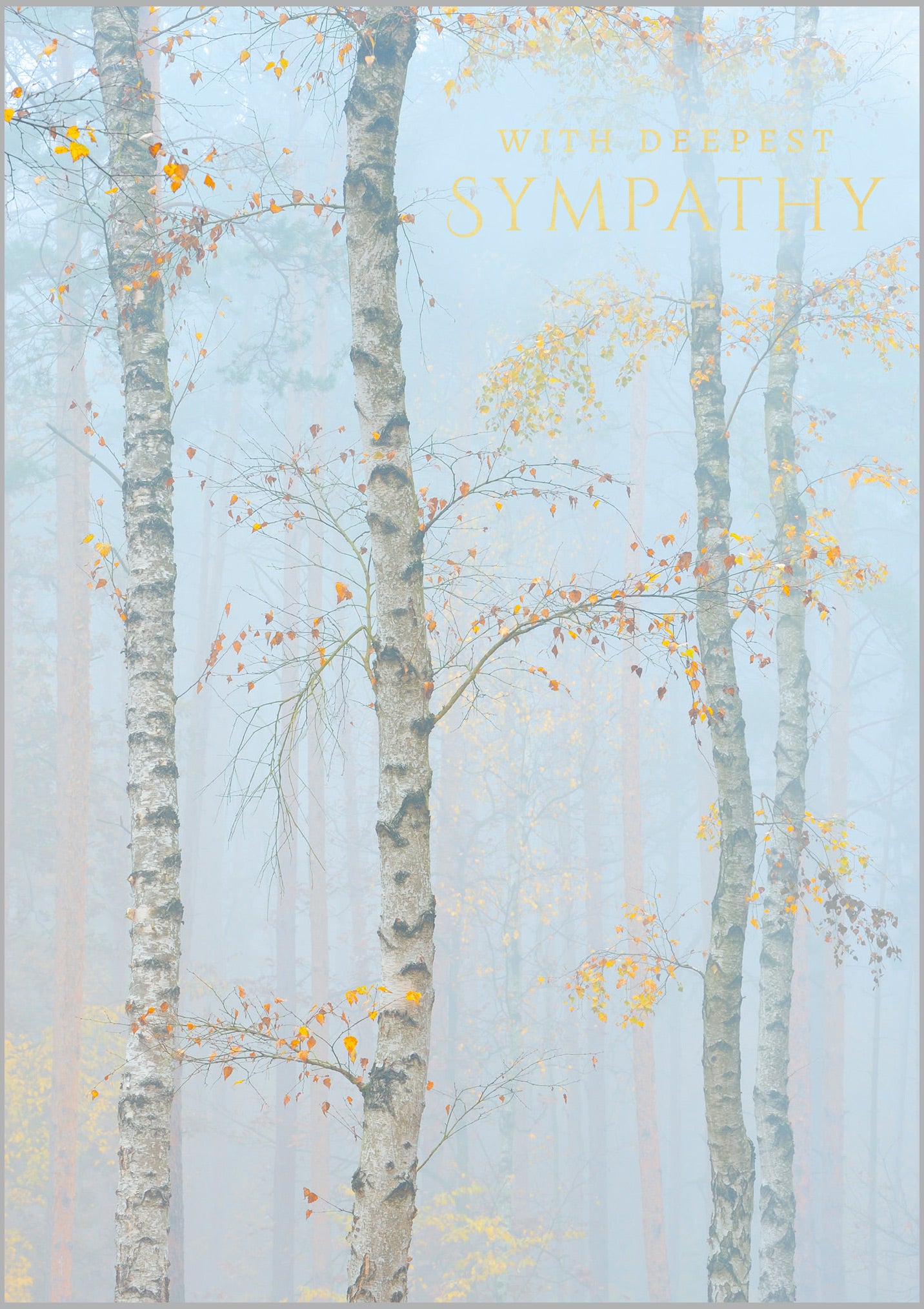 Sympathy Silver Birch